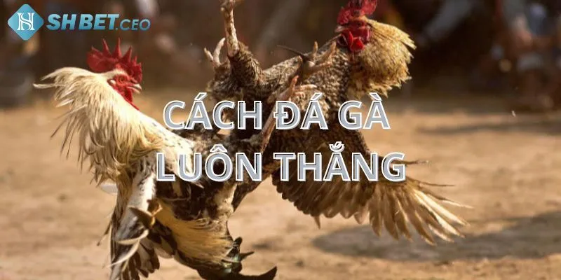 Cách đá gà luôn thắng - Tìm hiểu về trò chơi đá gà